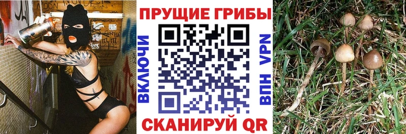 Псилоцибиновые грибы Cubensis Высоковск